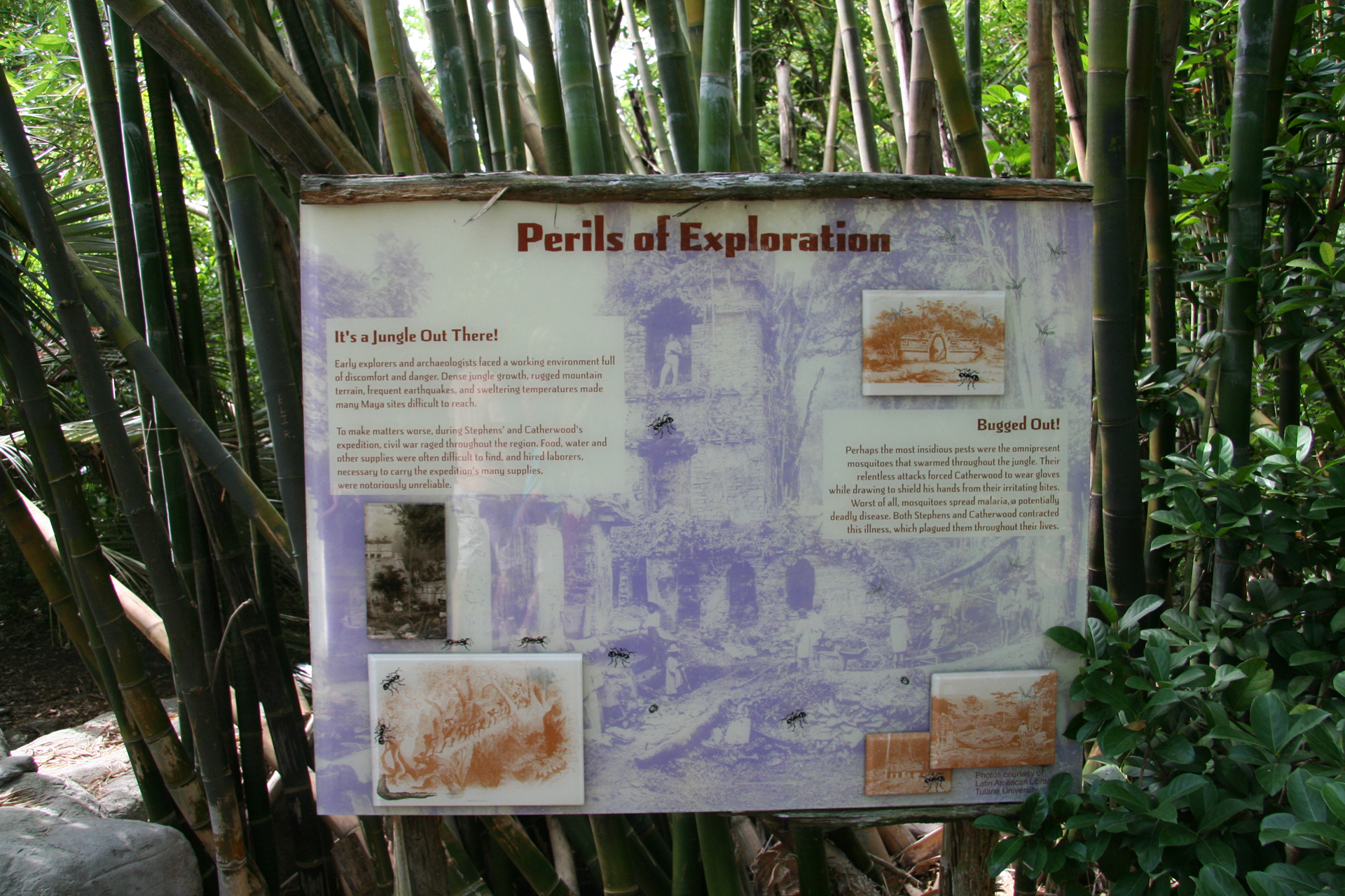 Informationstafel über die Gefahren der frühen Dschungel-Erkundung/Information board on the perils of early jungle exploration